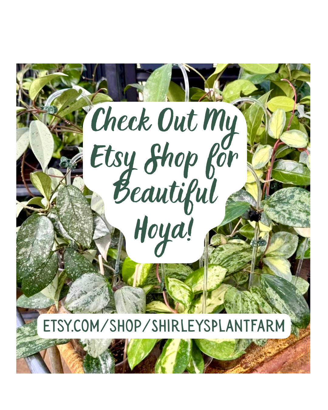 pothos varieties chart Go To Etsy Shop! – Shirley's Plant Farm