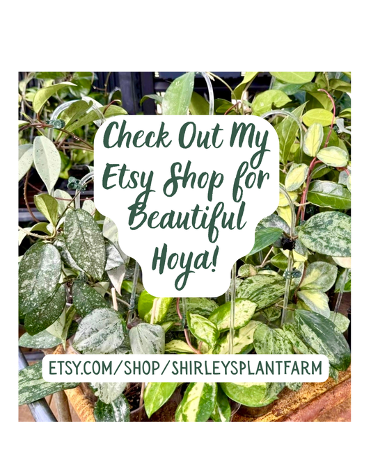 Go To Etsy Shop!